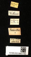 Dactylispa aspera•All Rights ReservedMuseum Label