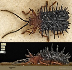 Dactylispa bipartita•&copy; Ang Yuchen•CC BY 4.0