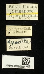 Dactylispa bipartita•All Rights ReservedMuseum Label