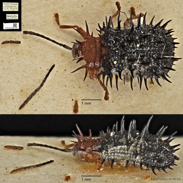 Dactylispa modiglianii•&copy; Ang Yuchen•CC BY 4.0