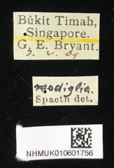 Dactylispa modiglianii•All Rights ReservedMuseum Label