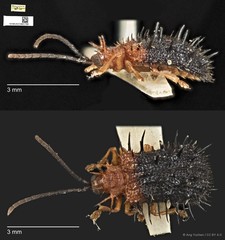 Dactylispa oberthuri•&copy; Ang Yuchen•CC BY 4.0