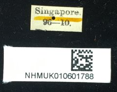 Dactylispa oberthuri•All Rights ReservedMuseum Label