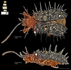 Dactylispa spinosa•&copy; Ang Yuchen•CC BY 4.0