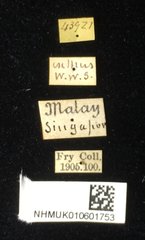 Dactylispa spinosa•All Rights ReservedMuseum Label
