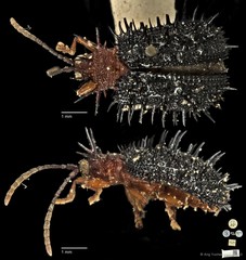 Dactylispa spinosa•&copy; Ang Yuchen•CC BY 4.0
