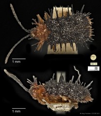 Dactylispa weyersi•&copy; Ang Yuchen•CC BY 4.0