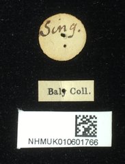 Dactylispa weyersi•All Rights ReservedMuseum Label