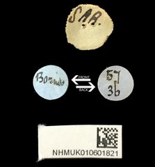 Dercetina•All Rights ReservedMuseum Label