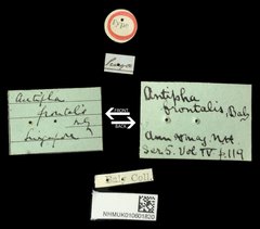 Dercetina frontalis•All Rights ReservedMuseum Label