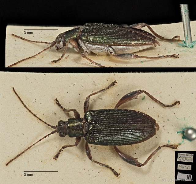 Donacia (Cyphogaster) javana•&copy; Ang Yuchen•CC BY 4.0