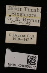 Donacia (Cyphogaster) javana•All Rights ReservedMuseum Label