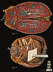 Epistictina viridimaculata•&copy; Ang Yuchen•CC BY 4.0