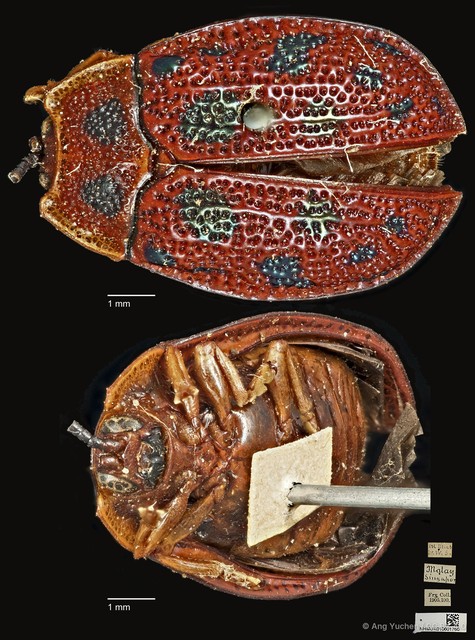 Epistictina viridimaculata•&copy; Ang Yuchen•CC BY 4.0