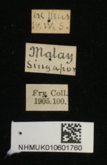 Epistictina viridimaculata•All Rights ReservedMuseum Label
