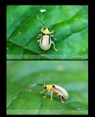 Galerosastra sumatrana•&copy; David Wirawan•All Rights Reserved