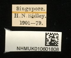 Galerosastra sumatrana•All Rights ReservedMuseum Label