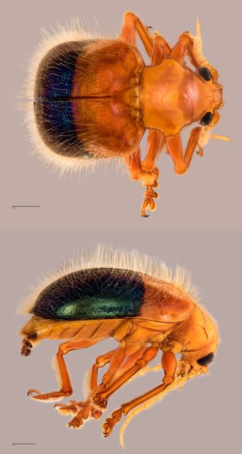 Goniopleura auricoma•&copy; Tan Wee Chye•All Rights Reserved