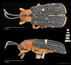 Gonophora cariosicollis•&copy; Ang Yuchen•CC BY 4.0