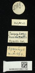 Gonophora cariosicollis•All Rights ReservedMuseum Label