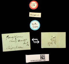 Gonophora chalybeata•All Rights ReservedMuseum Label