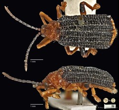 Gonophora haemorrhoidalis•&copy; Ang Yuchen•CC BY 4.0