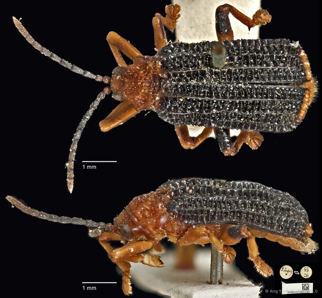 Gonophora haemorrhoidalis•&copy; Ang Yuchen•CC BY 4.0