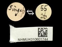 Gonophora haemorrhoidalis•All Rights ReservedMuseum Label