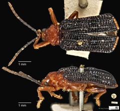 Gonophora haemorrhoidalis•&copy; Ang Yuchen•CC BY 4.0