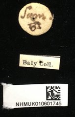 Gonophora haemorrhoidalis•All Rights ReservedMuseum Label