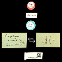 Gonophora integra•All Rights ReservedMuseum Label