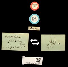 Gonophora pallida•All Rights ReservedMuseum Label