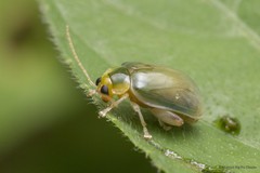 Hemipyxis semiviridis•&copy; Marcus Ng Fu Chuan•All Rights Reserved