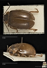 Hemipyxis semiviridis•&copy; Ang Yuchen•CC BY 4.0