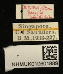 Hemipyxis semiviridis•All Rights ReservedMuseum Label