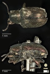 Heteraspis dillwyni•&copy; Ang Yuchen•CC BY 4.0