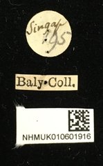 Heteraspis dillwyni•All Rights ReservedMuseum Label