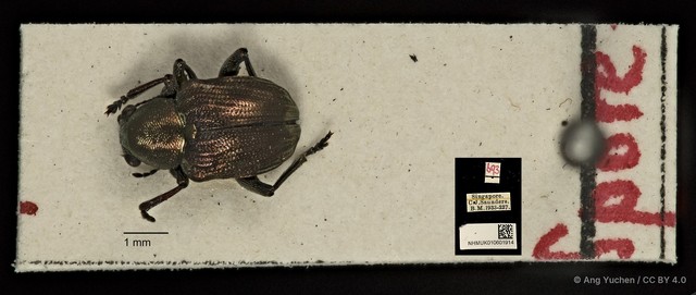 Heteraspis granulosa•&copy; Ang Yuchen•CC BY 4.0
