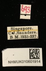 Heteraspis granulosa•All Rights ReservedMuseum Label