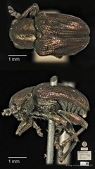Heteraspis granulosa•&copy; Ang Yuchen•CC BY 4.0