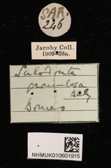 Heteraspis granulosa•All Rights ReservedMuseum Label