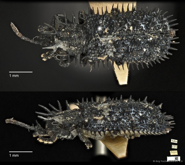 Hispellinus callicanthus•&copy; Ang Yuchen•CC BY 4.0