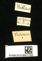 Hispellinus callicanthus•All Rights ReservedMuseum Label