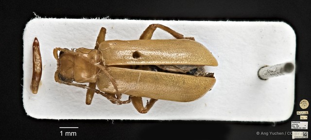 Hoplasoma ventralis•&copy; Ang Yuchen•CC BY 4.0