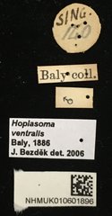 Hoplasoma ventralis•All Rights ReservedMuseum Label