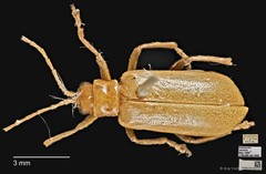 Hoplasoma ventralis•&copy; Ang Yuchen•CC BY 4.0