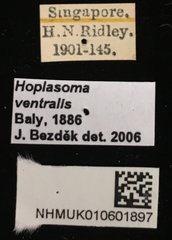Hoplasoma ventralis•All Rights ReservedMuseum Label