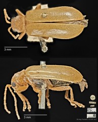 Hoplasoma ventralis•&copy; Ang Yuchen•CC BY 4.0
