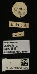 Hoplasoma ventralis•All Rights ReservedMuseum Label