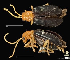 Hoplosaenidea abdominalis•&copy; Ang Yuchen•CC BY 4.0